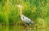 Wildlife abounds at Raystown Lake