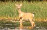 Wildlife abounds at Raystown Lake